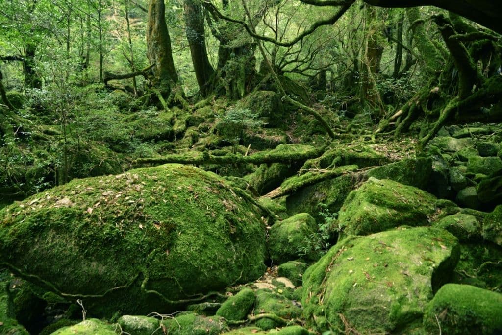 Kagoshima