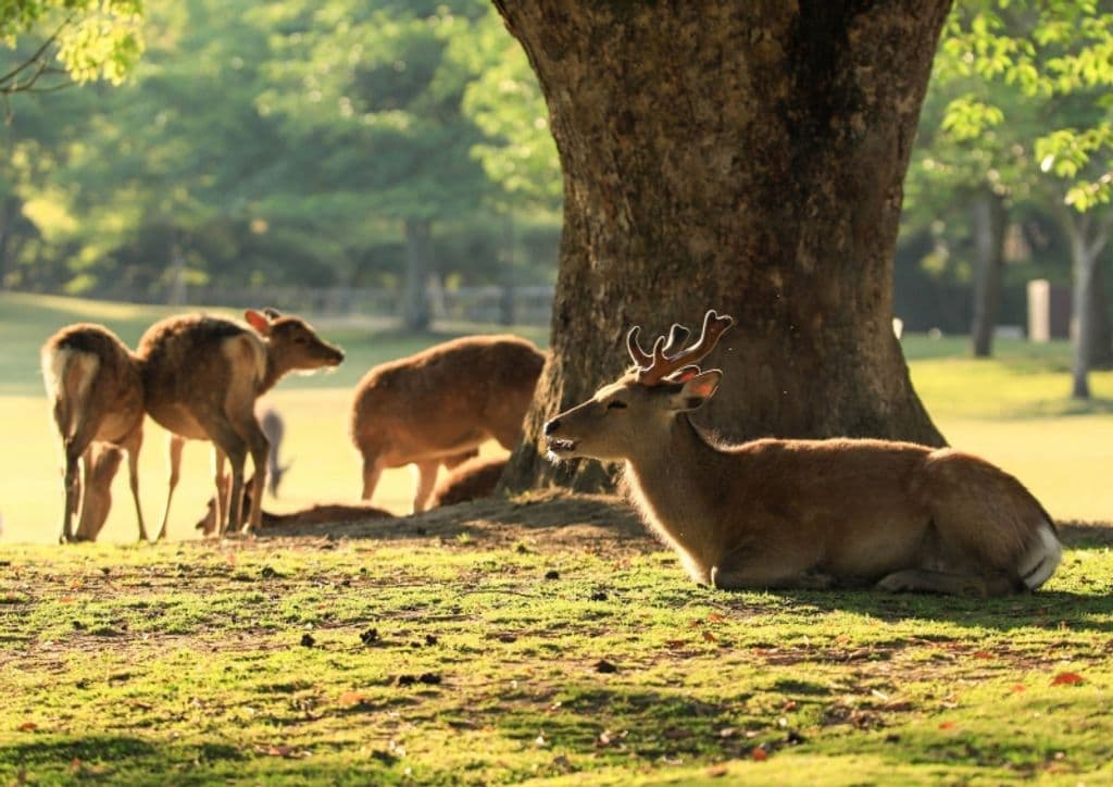 Nara