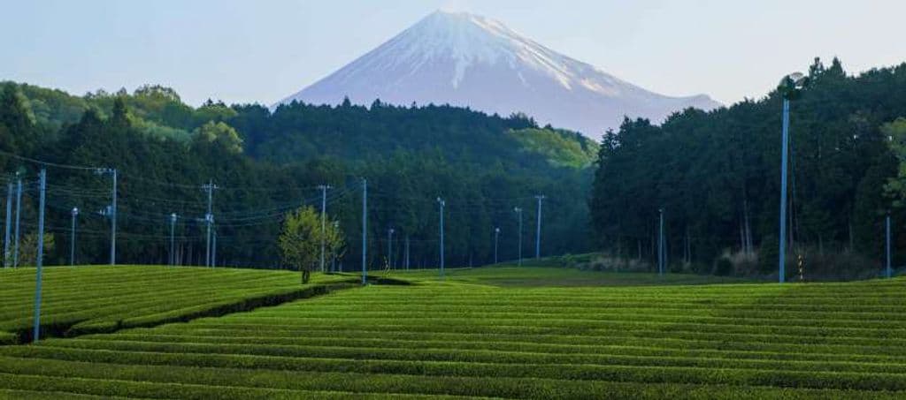 Shizuoka