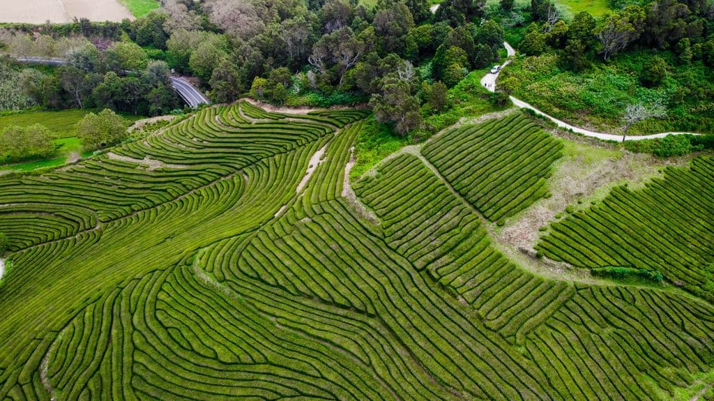 Azores