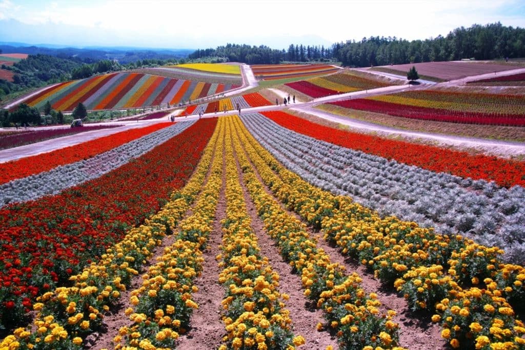 Furano / Biei