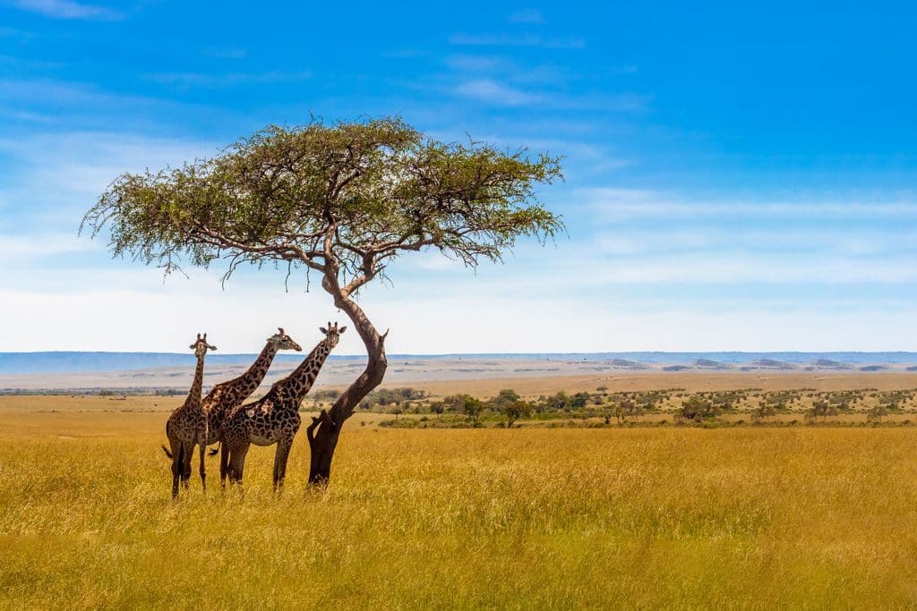 Uganda