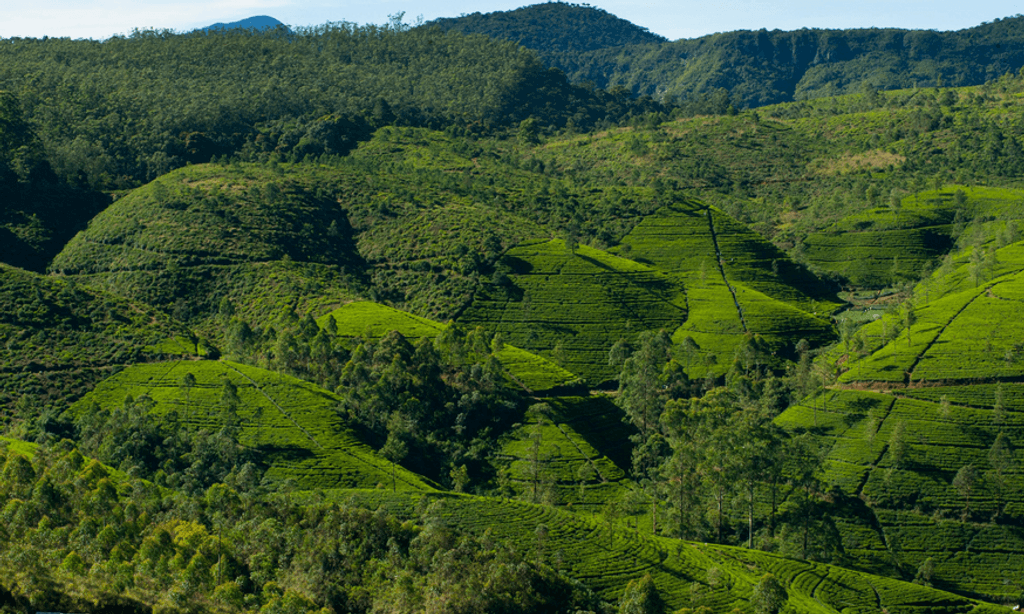 Nuwara Eliya