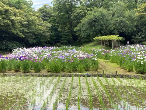 Japanese Gardens and Tokyo Life: Bunkyo City Customized Tourcover image