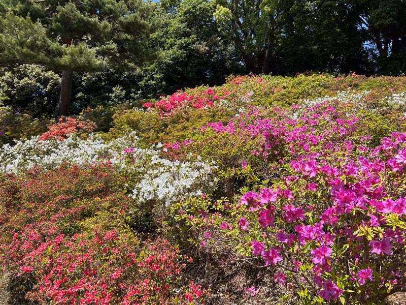 Tokyo Private Tour - Azaleas in Bloom at Rikugien Garden