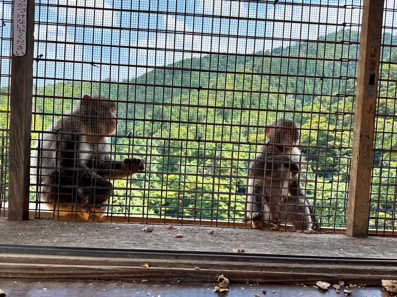 Kyoto Private Tour - watching the monkeys