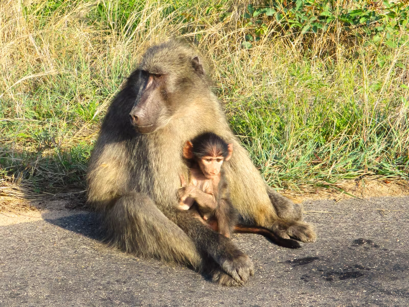 Johannesburg Private Tour - Baboon