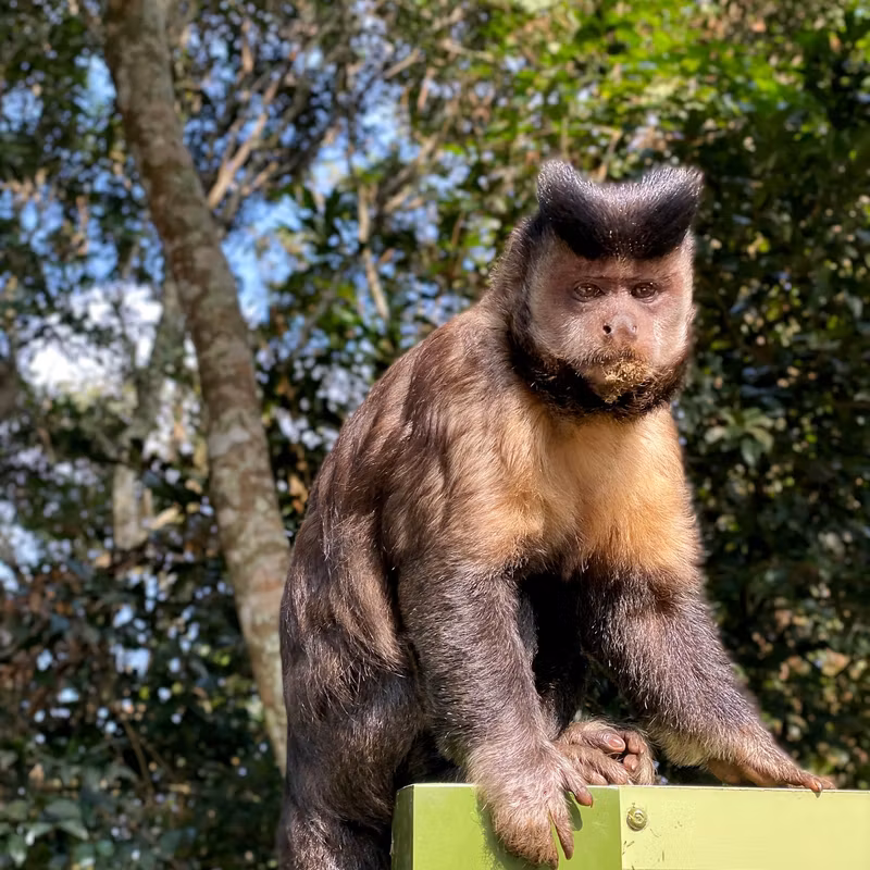 Rio de Janeiro Private Tour - Capuchin Monkey – Curious and full of energy