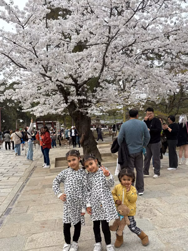 Nara Private Tour - Nara park