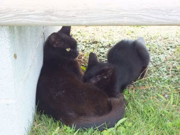 Kanagawa Private Tour - Auf der Insel leben viele nette Katzen