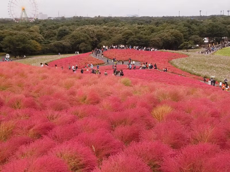 Ibaraki Private Tour - Kochia(September to October)