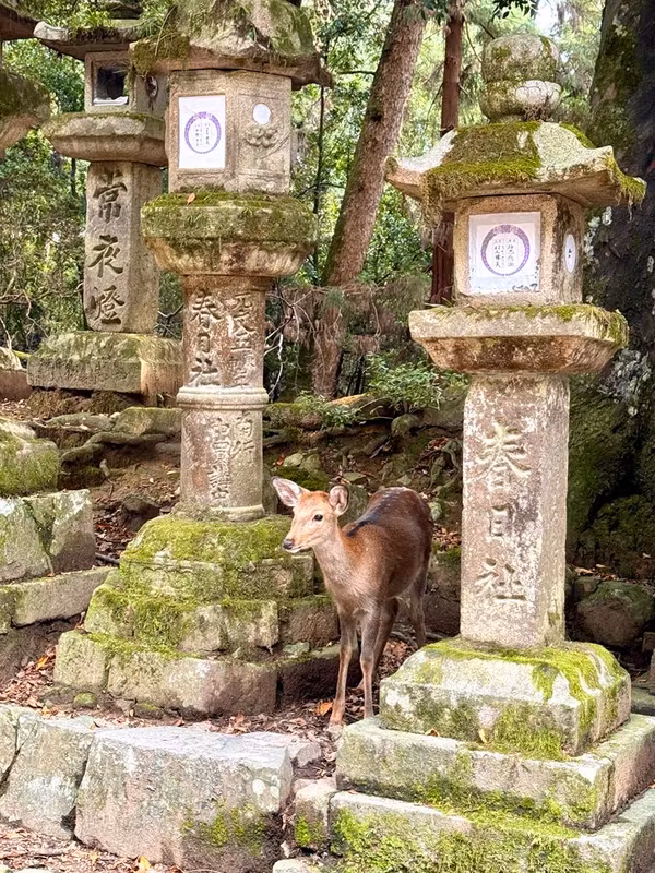 Osaka Private Tour - Nara's sacred deer