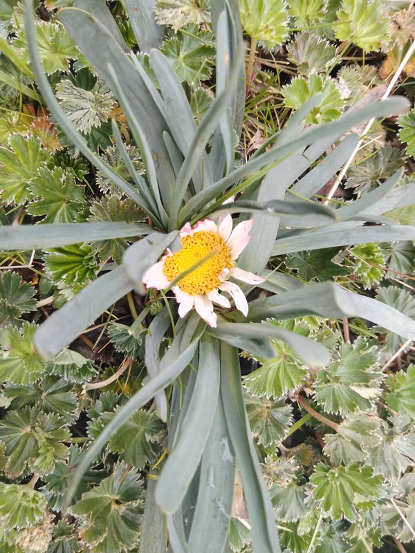 Pichincha Private Tour - Flower of the Páramo