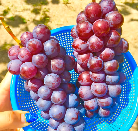 The King of Grapes “Kyoho Grape”  All-You-Can-Eat Tourcover image