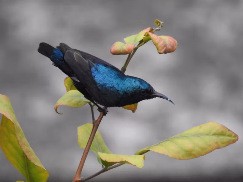 Udaipur Private Tour - Sunbird