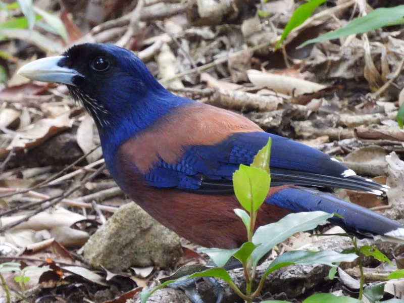 Kagoshima Private Tour - Lidth's jay, the most well-known endemic bird to Amami Oshima.