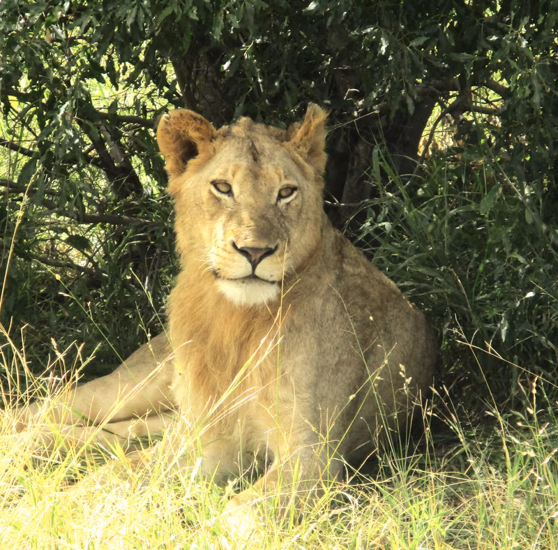 Gauteng Private Tour - Lion, Kruger National Park