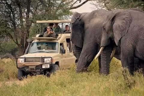 CLASSIC TANZANIA SAFARI 4 DAYScover image