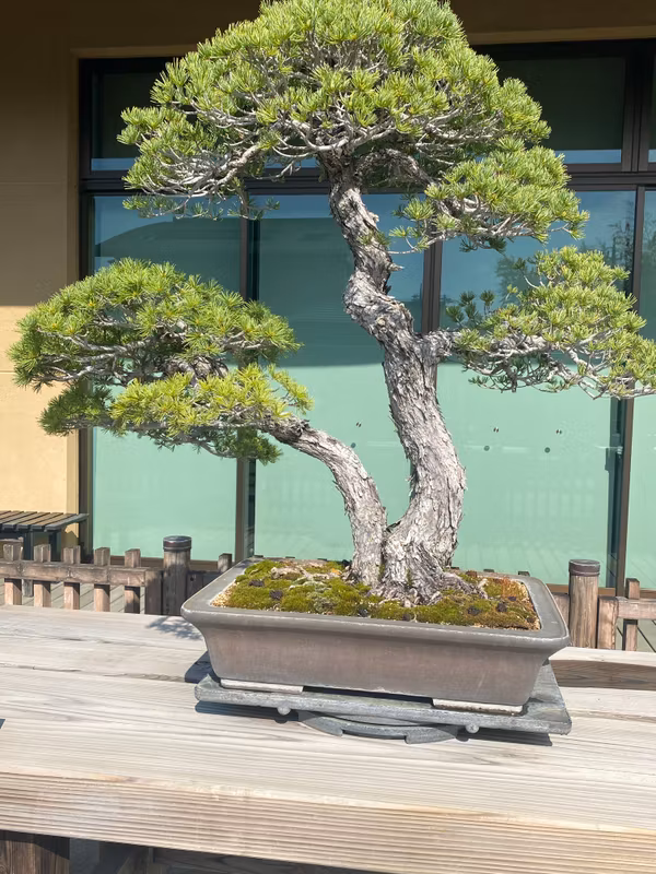 Chiba Private Tour - Even in silence, life speaks — just like bonsai.