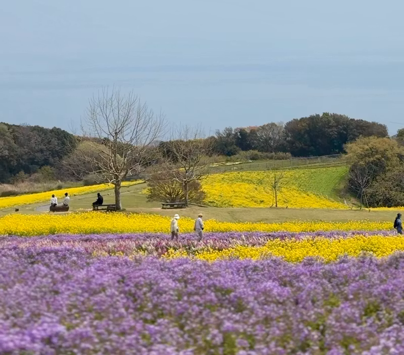 Kobe Private Tour - Awaji hanasajiki
