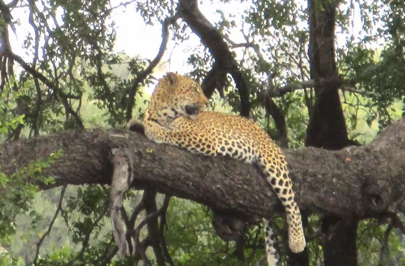 Gauteng Private Tour - Leopard, Kruger National Park