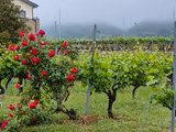 Visiting historic wineries and wine tasting - 1