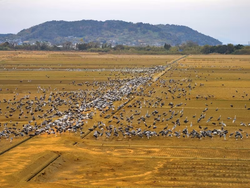 Kagoshima Private Tour - Izumi with thousands of cranes