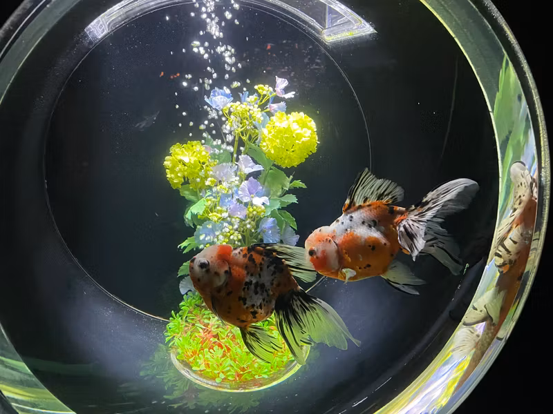 Tokyo Private Tour - M11. Art Aquarium Ginza