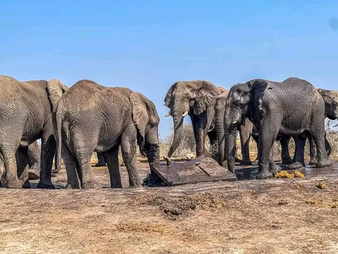 Full Day Chobe National Park Safari from Victoria Fallscover image