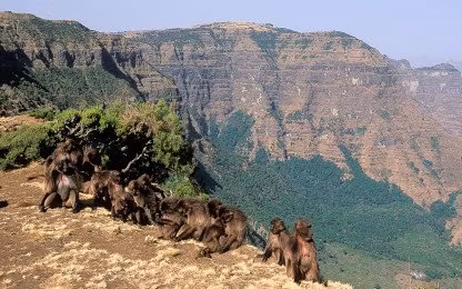 Discover Ethiopia: 12 Days of Wildlife and Nature Exploration