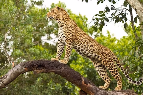 3 days Wildlife Safari in Maasai Maracover image