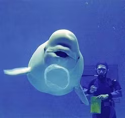 Shimane Private Tour - Beluga Whale Bubble Ring