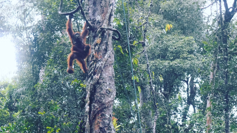 Sarawak Private Tour - Orang-utan mother and baby