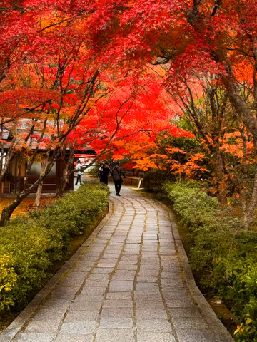 Fully customizable private half day tour in Kyotocover image