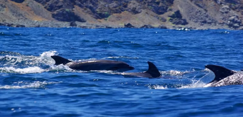 La Serena Private Tour - Dolphins