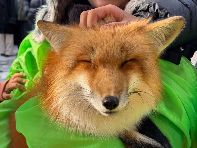 Miyagi Private Tour - cuddling a brown fox