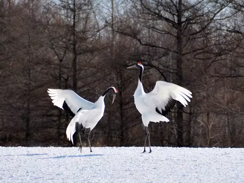 Amazing Winter Tour/ Tancho Crane/ Short Trekking in the snow/ Fish Market/ Marshland View Pointcover image