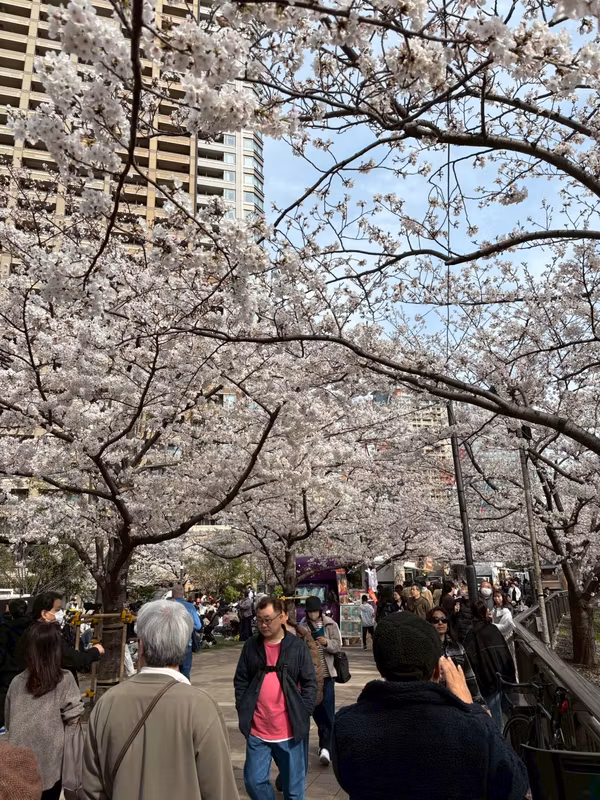 Saitama Private Tour - Cherry blossoms
