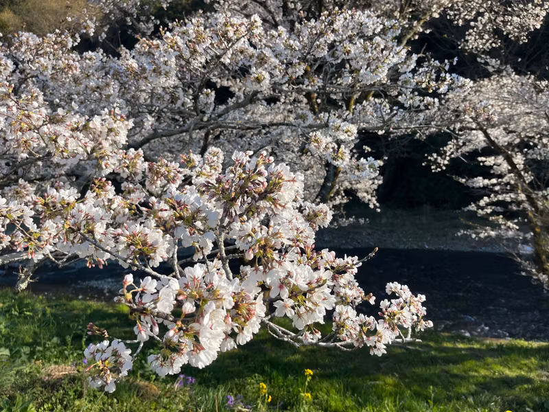 Saitama Private Tour - 