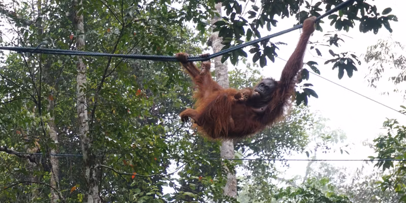 Sarawak Private Tour - Orang-utan mother and baby