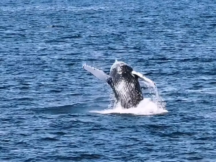 Reykjavik Private Tour - A breaching humpback
