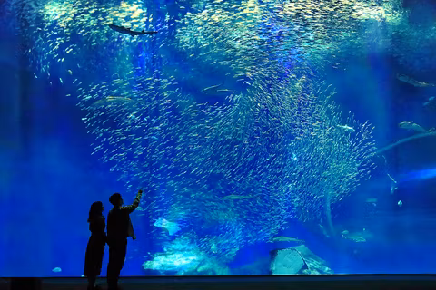 Explore Ibaraki Aquarium & Fish Market Tourcover image