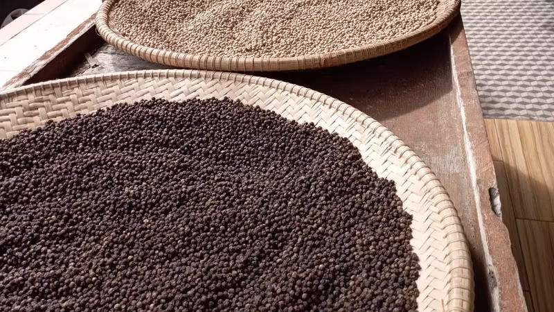Sarawak Private Tour - Peppercorns sundried along the five-foot way