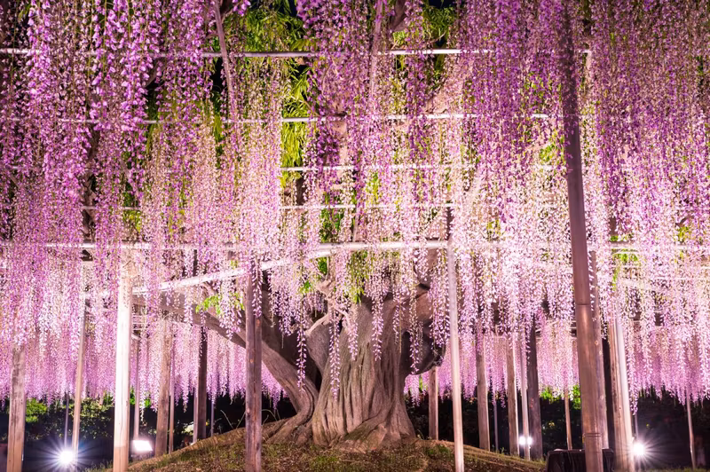Tochigi Private Tour - 