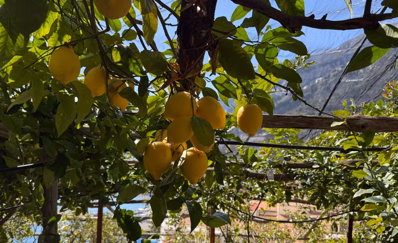 Naples Private Tour - Lemon grove