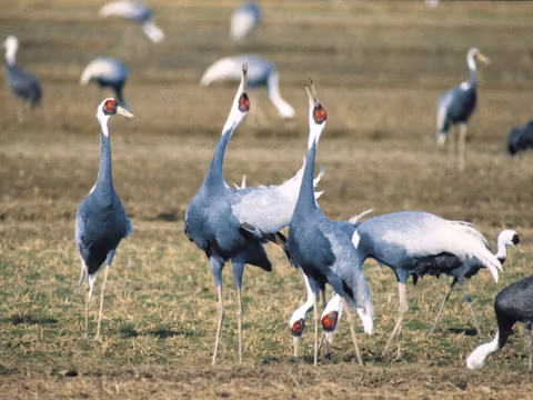 Kagoshima Crane Watching Tour (Nov. - Feb.)cover image