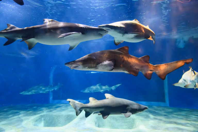 Ibaraki Private Tour - 