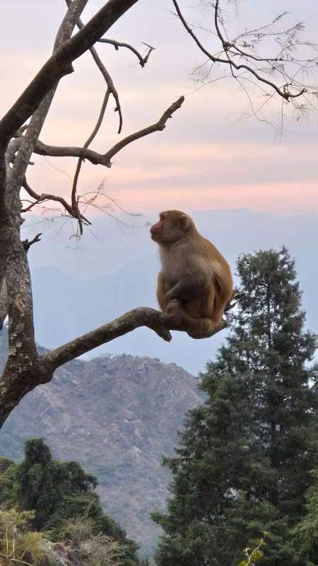 Rishikesh Private Tour - Monkey around temple