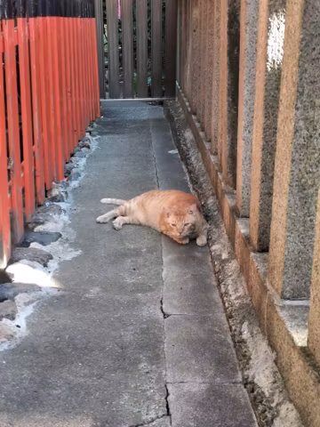 Fushimi Inari and Nara, the 1000 torii gates and the greatest cosmic buddha