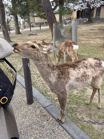 Nara Cultural Discovery: Deer Encounters and Spiritual Sitescover image
